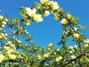 IMG_20250509_191320_461